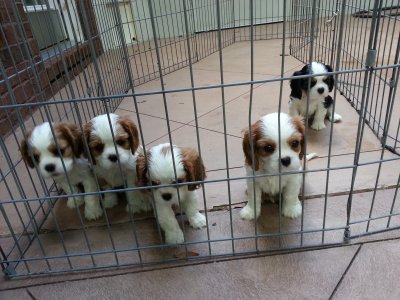 Bunny & Tucker's 7 week old puppies
