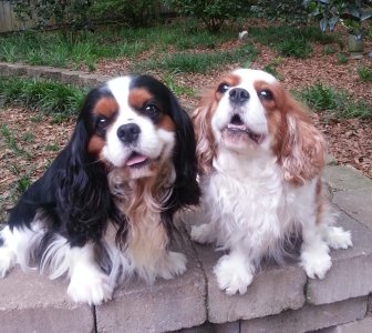 Bunny & Tucker