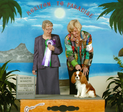 CameliaBay Sunset Glory