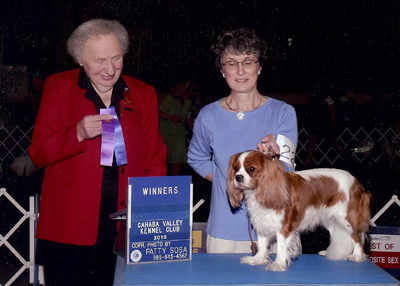 Forestcreek Louisiana Daisy