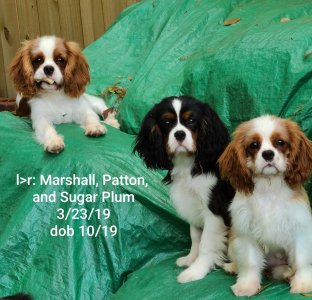 Marshall, Patton, Sugar Plum