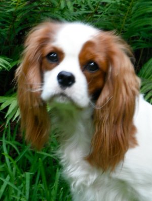Blenheim Cavalier