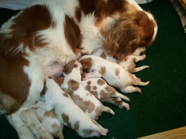 current litter